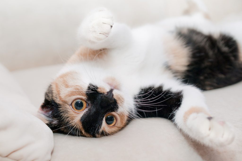 cat-649164_1920-1024x683.jpg